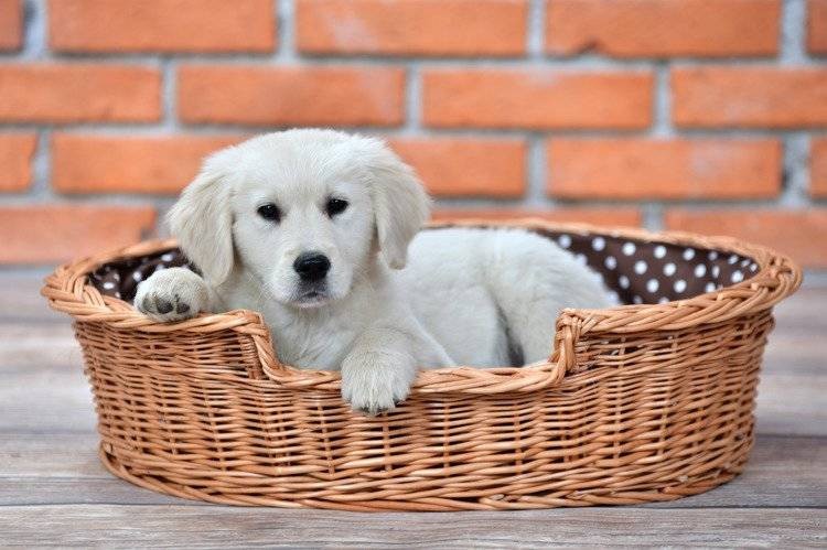 Haven Paws