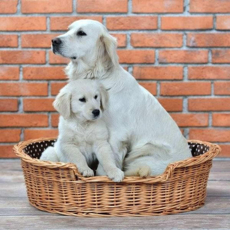 Pet Houses & Beds – Comfort in Every Corner
