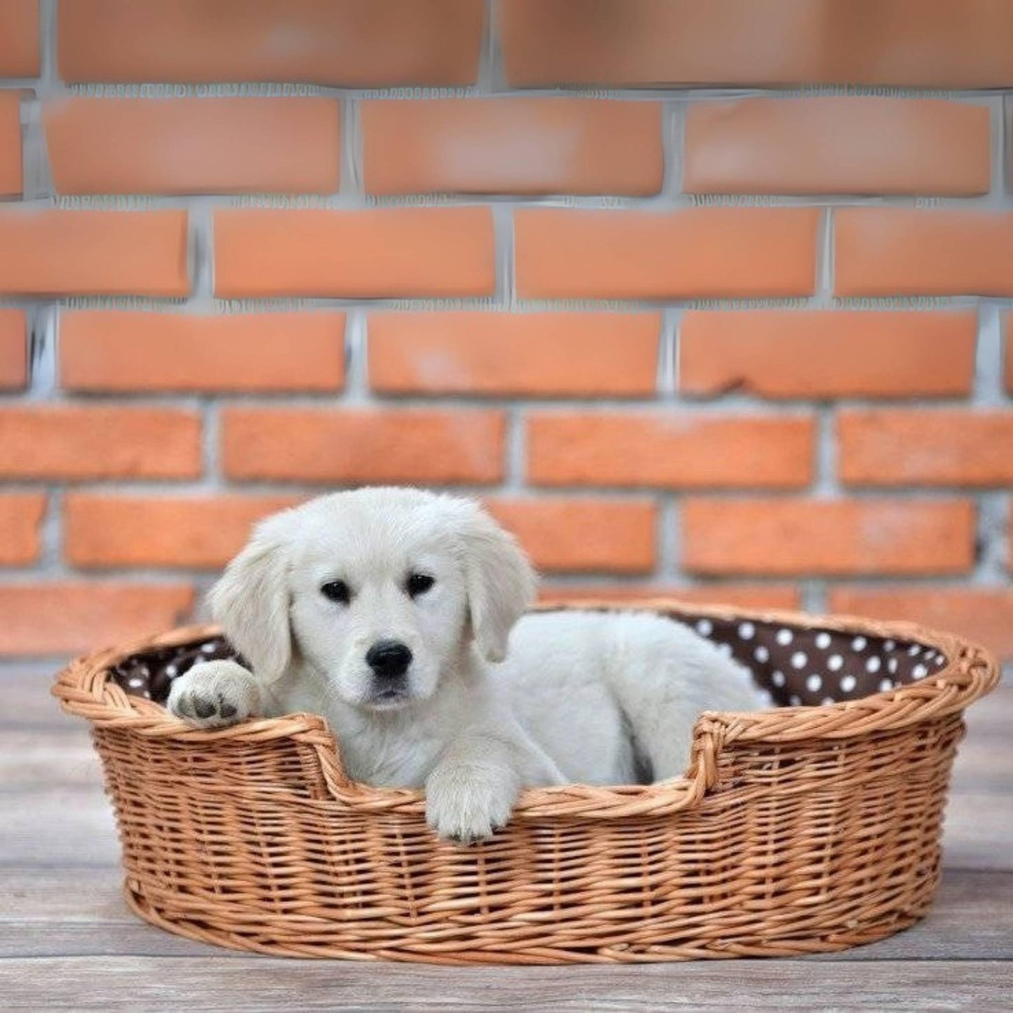 White puppy in a wicker basket with a brick wall background