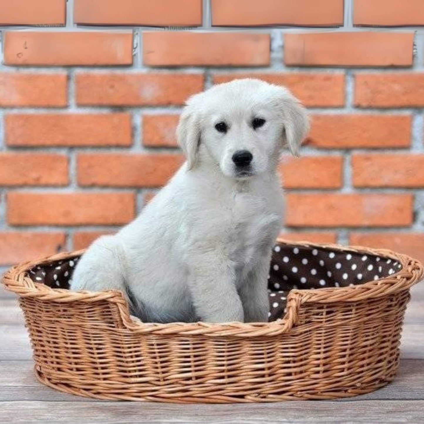 White puppy sitting in a wicker pet bed with a polka dot interior against a brick wall.