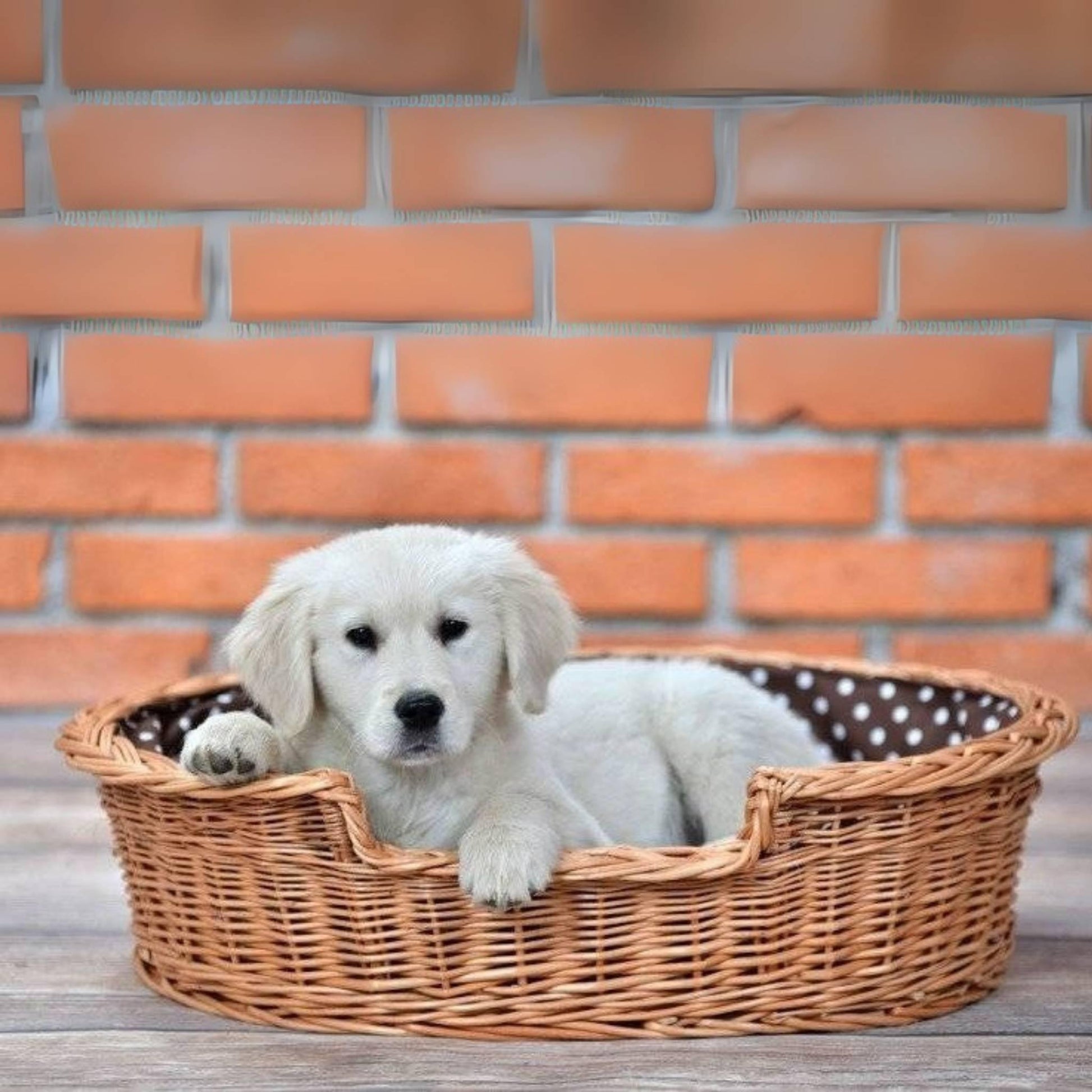 White puppy in a wicker basket with a brick wall background
